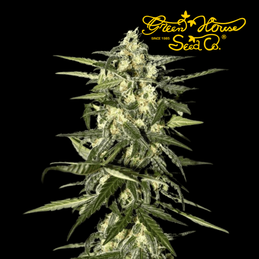 Jack Herer Auto - 420 Farm