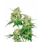 Maple Leaf Indica 10 Semi Regolari - 420 Farm