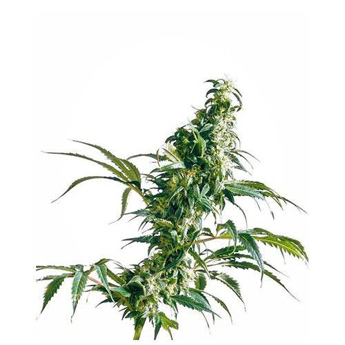 Mexican Sativa 10 Semi Regolari - 420 Farm