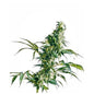 Mexican Sativa 10 Semi Regolari - 420 Farm