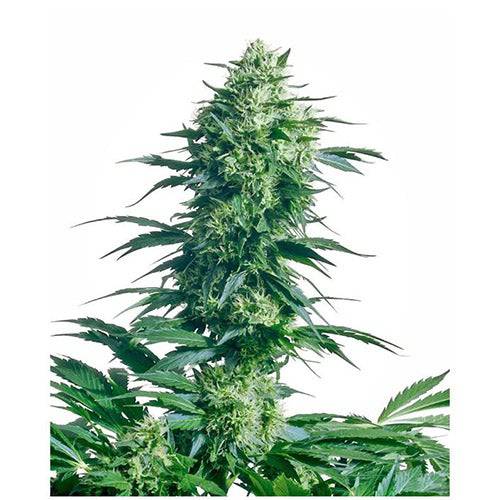 Mother's Finest 10 Semi Regolari - 420 Farm