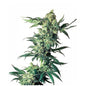 Northern Lights 10 Semi Regolari - 420 Farm