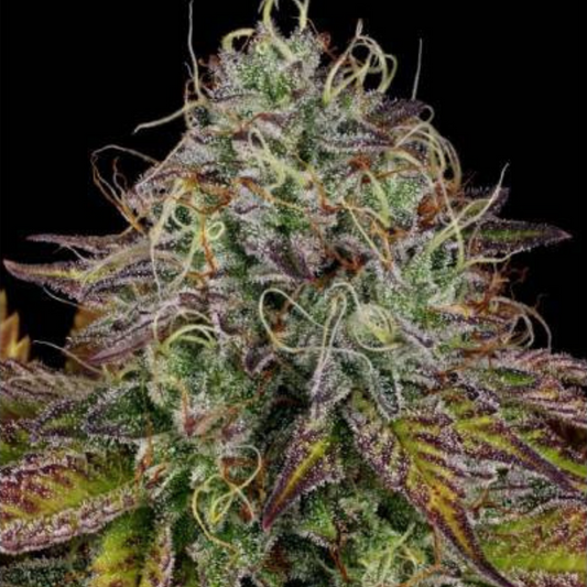 Paradise Seeds - Apricot Candy - 10 Fem - 420 Farm