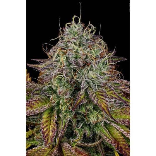 Paradise Seeds - Apricot Candy - 10 Fem - 420 Farm