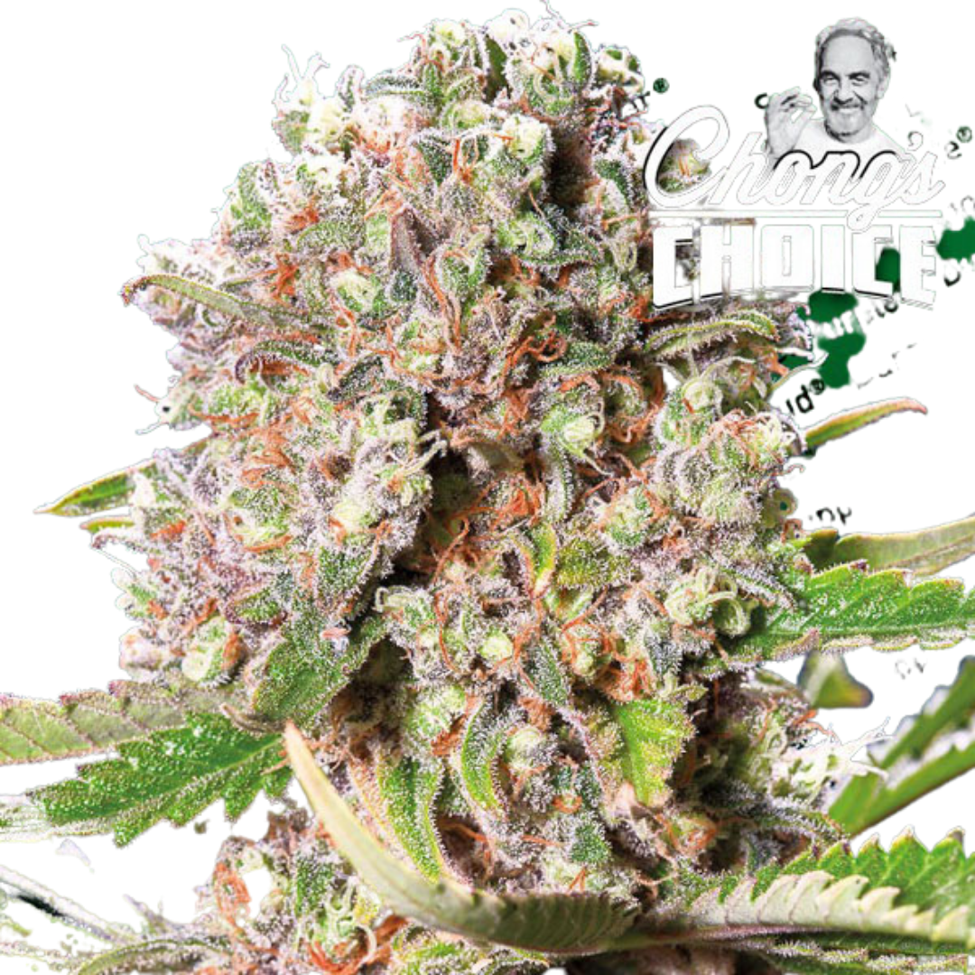 PARADISE SEEDS - MENDOCINO SKUNK - 420 Farm