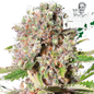 PARADISE SEEDS - MENDOCINO SKUNK - 420 Farm