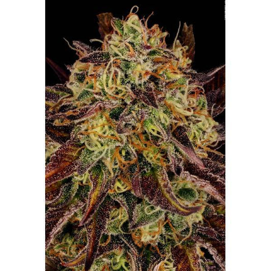 Paradise Seeds - Tangerine Sorbet - 3 Fem - 420 Farm