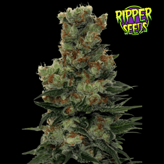 Ripper Badazz Femm - 420 Farm