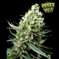 Ripper Haze Femm - 420 Farm