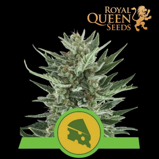 Royal Cheese Auto - 420 Farm