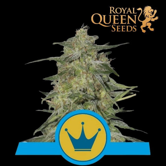 Royal Highness CBD - 420 Farm