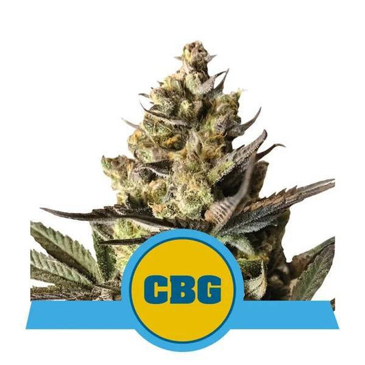 ROYAL QUEEN SEEDS - AUTO ROYAL CBG - 420 Farm