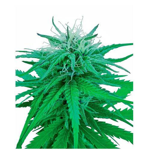 Ruderalis Indica 10 Semi Regolari - 420 Farm