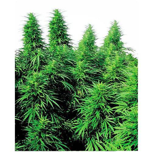 Ruderalis Skunk 10 Semi Regolari - 420 Farm