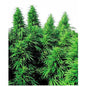 Ruderalis Skunk 10 Semi Regolari - 420 Farm