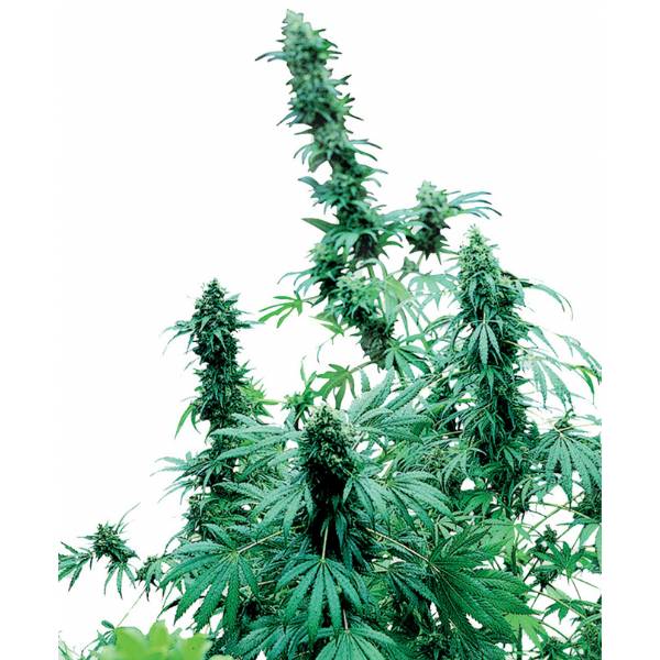 Sensi Seeds - Early Skunk - 25 Semi Femminizzati - 420 Farm