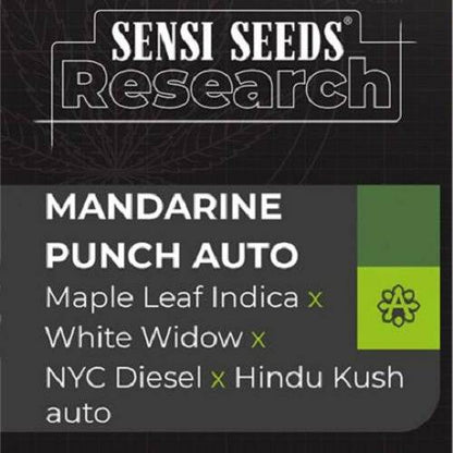 Mandarine Punch Auto 5 Semi - 420 Farm