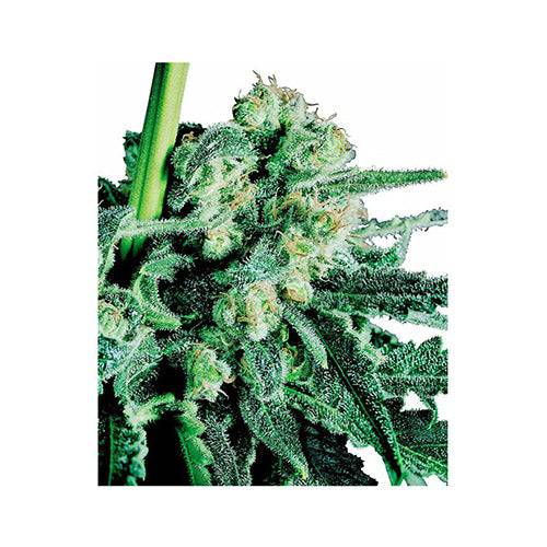 Sensi Skunk 10 Semi Regolari - 420 Farm