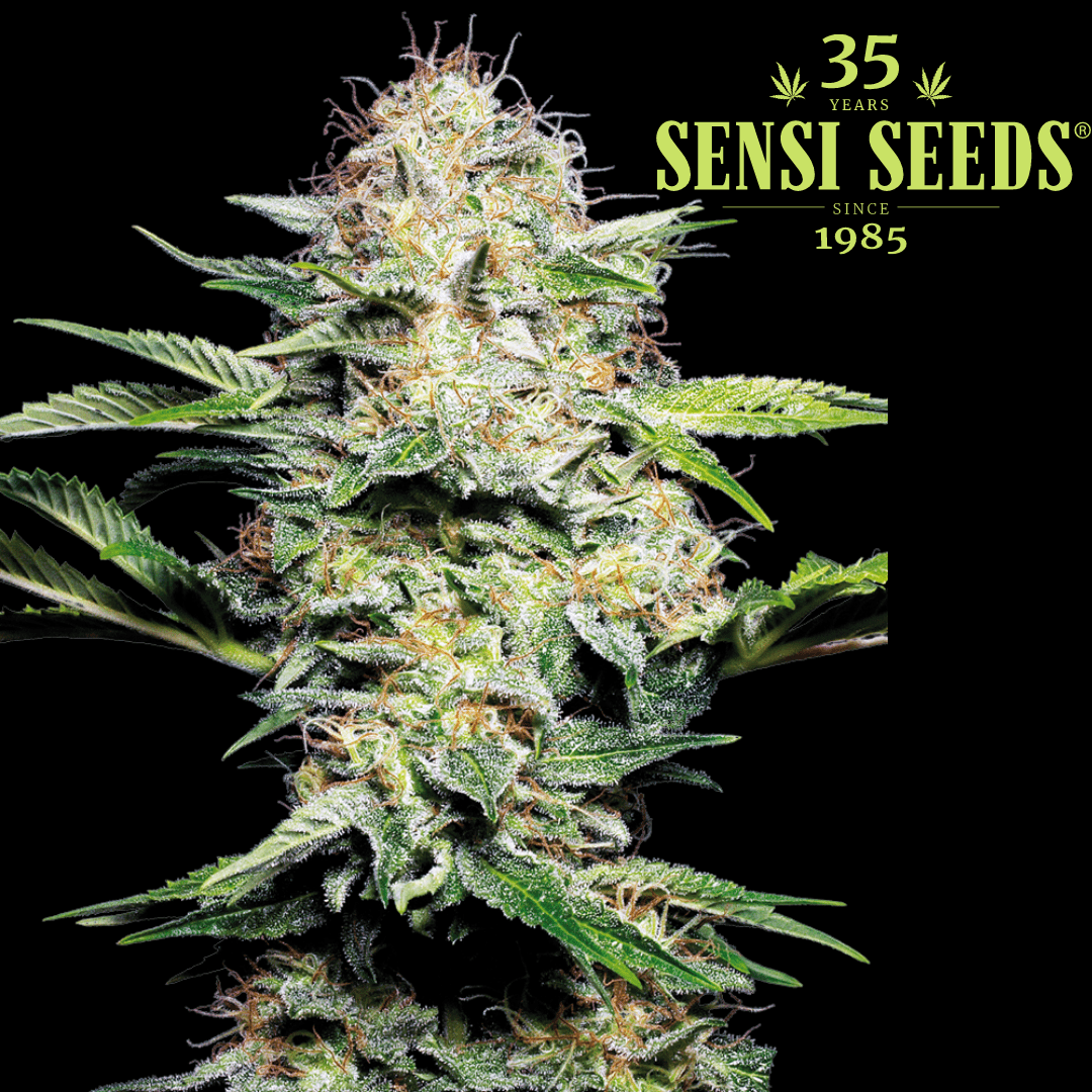 Sensi Skunk Femm - 420 Farm