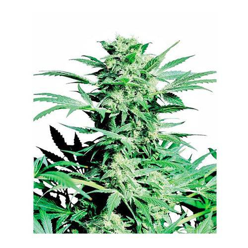 Shiva Skunk 10 Semi Regolari - 420 Farm