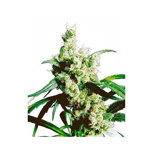 Silver Haze 10 Semi Regolari - 420 Farm