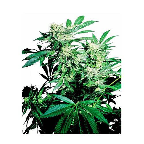 Skunk Kush 10 Semi Regolari - 420 Farm