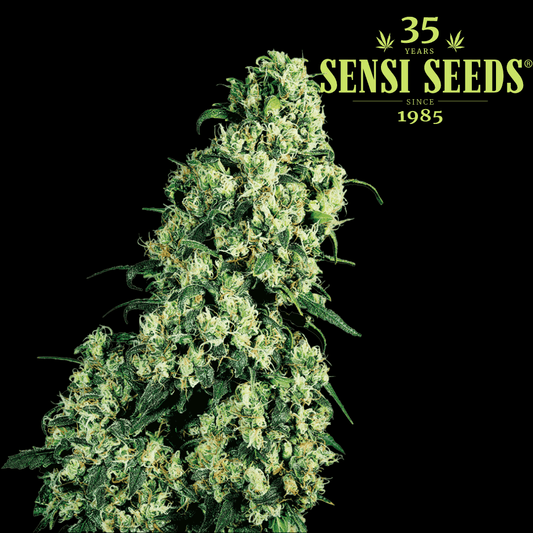 Skunk#1 Femm - 420 Farm