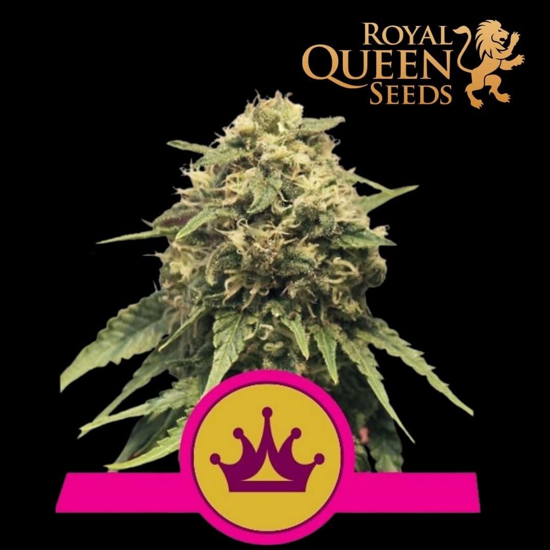 Special Queen 1 - 420 Farm