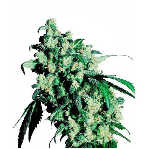 Super Skunk 10 Semi Regolari - 420 Farm