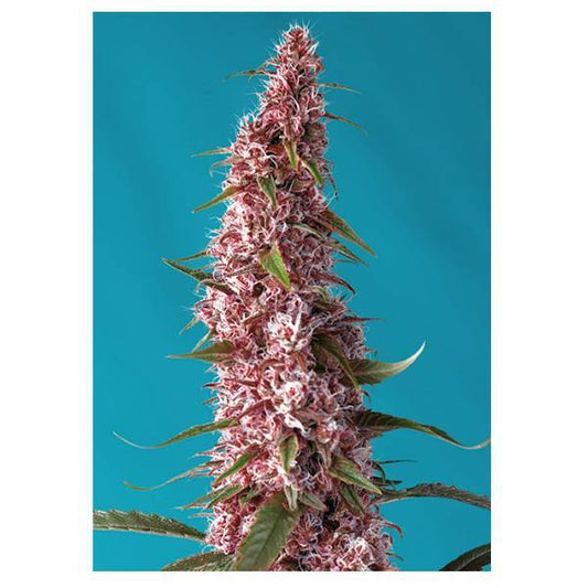 Sweet Seeds - Red Pure Auto CBD - 3+1 Fem - 420 Farm