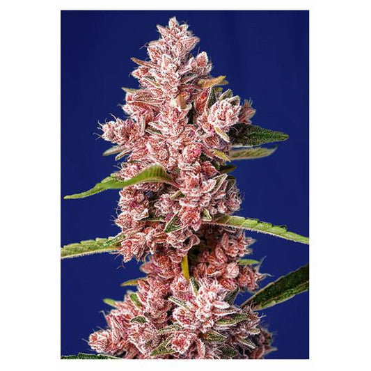 Sweet Seeds - Tropicanna Poison F1 Fast Version - 3+1 Fem - 420 Farm