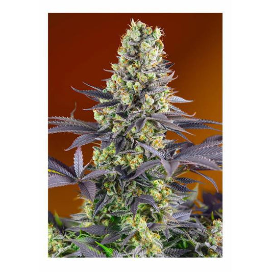 Sweet Seeds - Sweet Zenzation (aka Sweet Zkittlez) - 3+1 Fem - 420 Farm