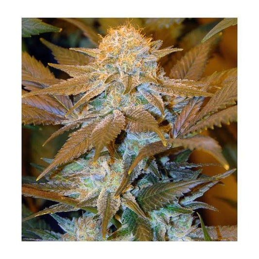 TH Seeds - Critical Hog 2 FEM - 420 Farm