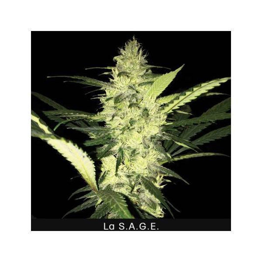 TH Seeds - La SAGE - 2 fem - 420 Farm