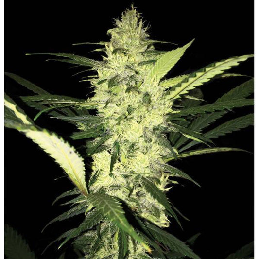 TH Seeds - La SAGE - 5 fem - 420 Farm