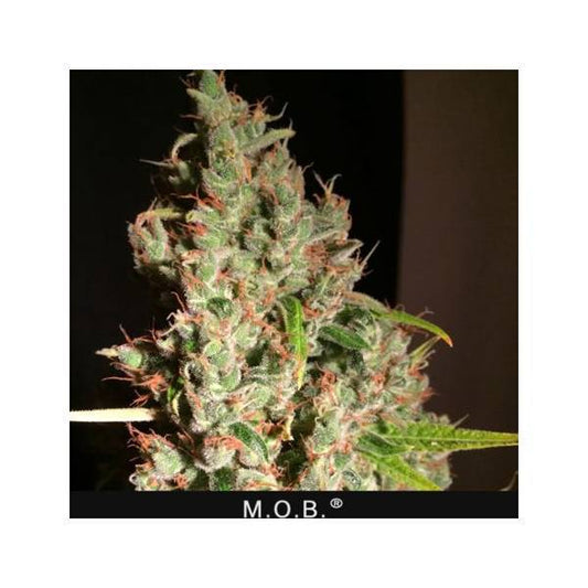 TH Seeds - M.O.B. 2 fem - 420 Farm