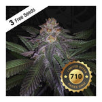 TH Seeds - Purple Banana Cream- 5 fem - 420 Farm