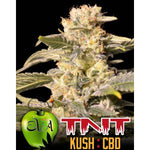 TNT Kush CBD Edizione Limitata - Eva Seeds - Femminizzata - 3 semi - 420 Farm