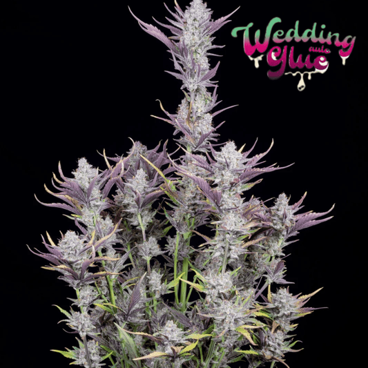 Wedding Glue Auto - 420 Farm