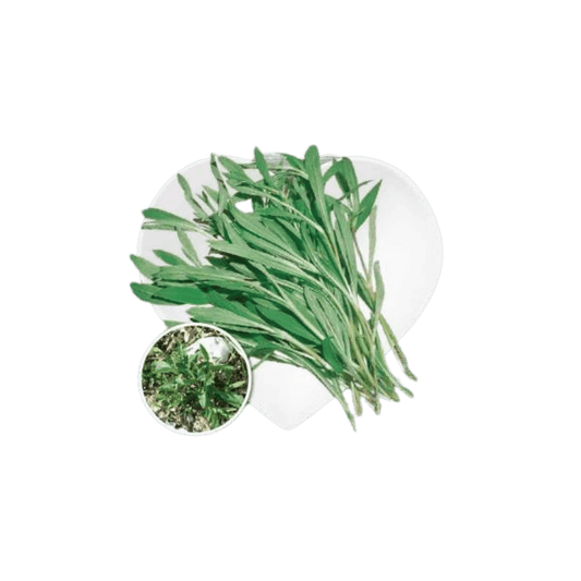 Wild Herbs - Semi Erba del Cucco - Sem. Dotto - 420 Farm