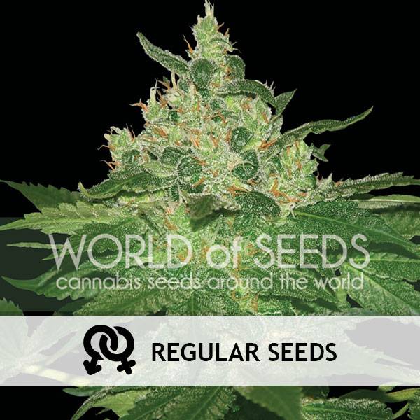 World of Seeds - Afghan Kush 10 REGULAR - 420 Farm